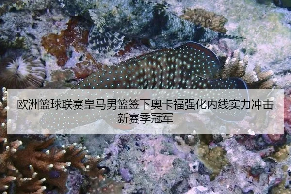 欧洲篮球联赛皇马男篮签下奥卡福强化内线实力冲击新赛季冠军