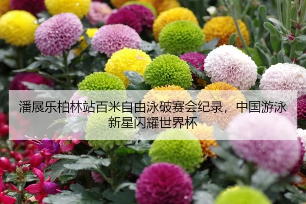 潘展乐柏林站百米自由泳破赛会纪录，中国游泳新星闪耀世界杯